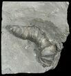 Devonian Horn Coral - New York #44615-1